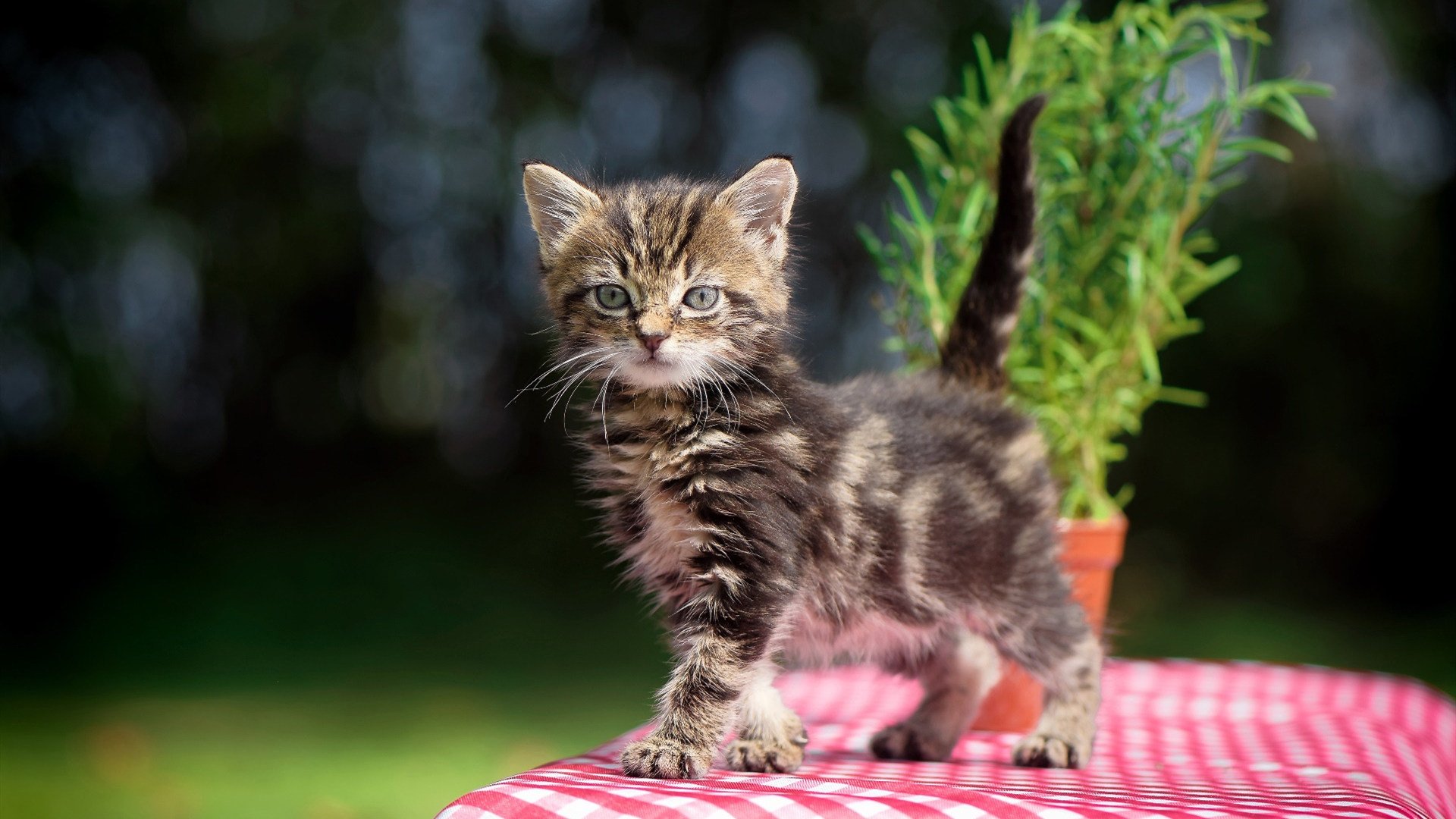 开云官方网站-《CS_GO大洋洲巡回赛，实力派战队争夺荣耀》，大洋洲lol战队