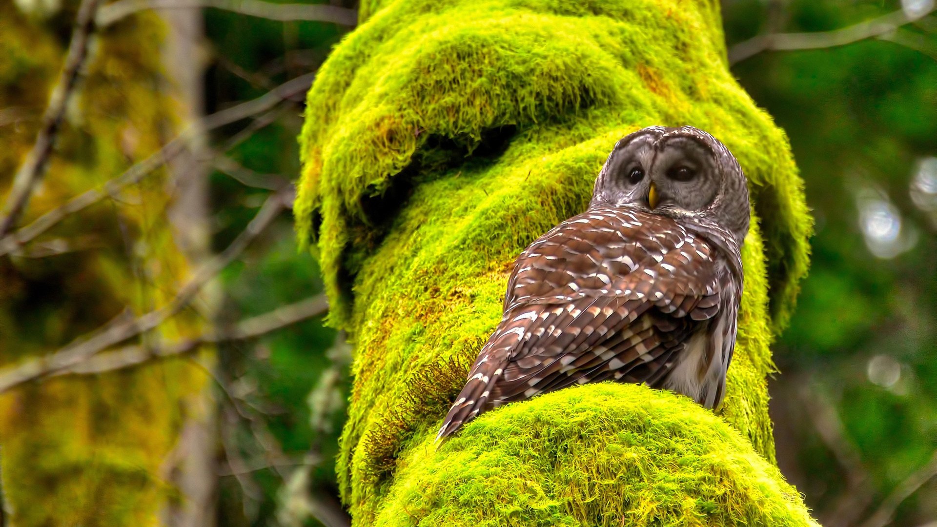 【AI分析】数据驱动下的战术调整,数据驱动机制