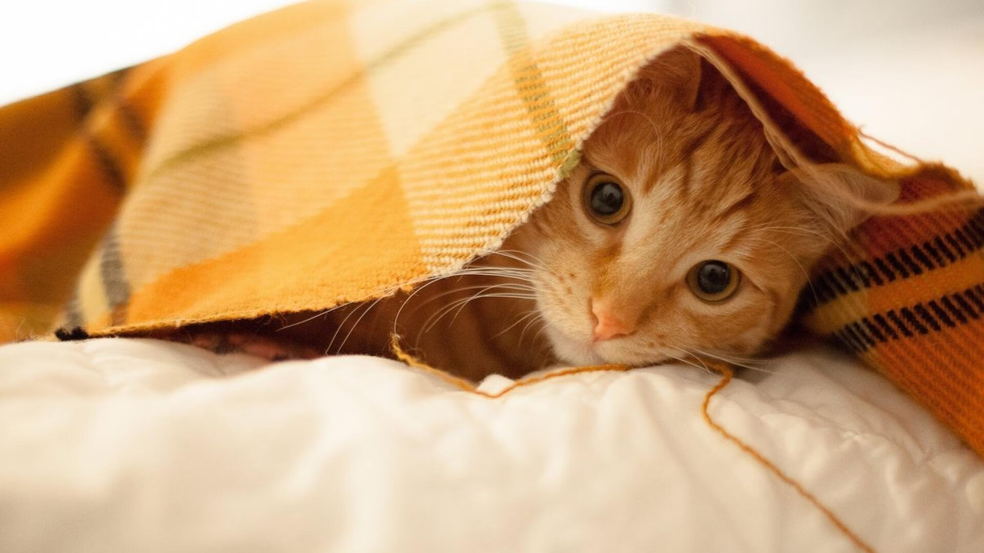 中国举办国际台球大赛的意义,台球国际比赛项目