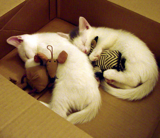 国王前锋为慈善骑行100公里，关注儿童健康，国王队的大前锋