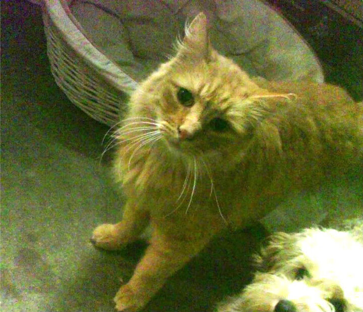 kaiyun.com-意大利骑手多米安·米歇尔斯在2024年巴黎奥运会盛装舞步比赛中获得第六名，展现坚韧精神。