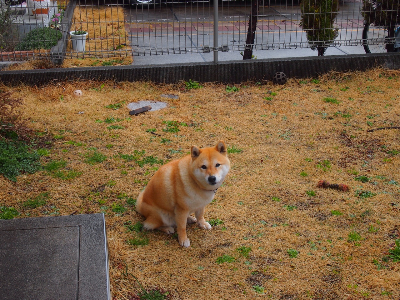 法甲冠军争夺，专家解读战术体系的逐步演变与赛场表现，法甲 水平