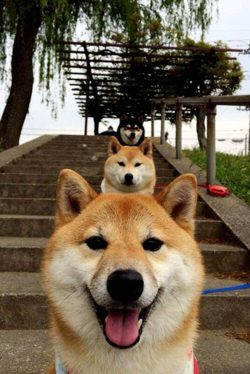 特色乡村自行车拉力赛,绿色出行新体验,拉力自行车价格