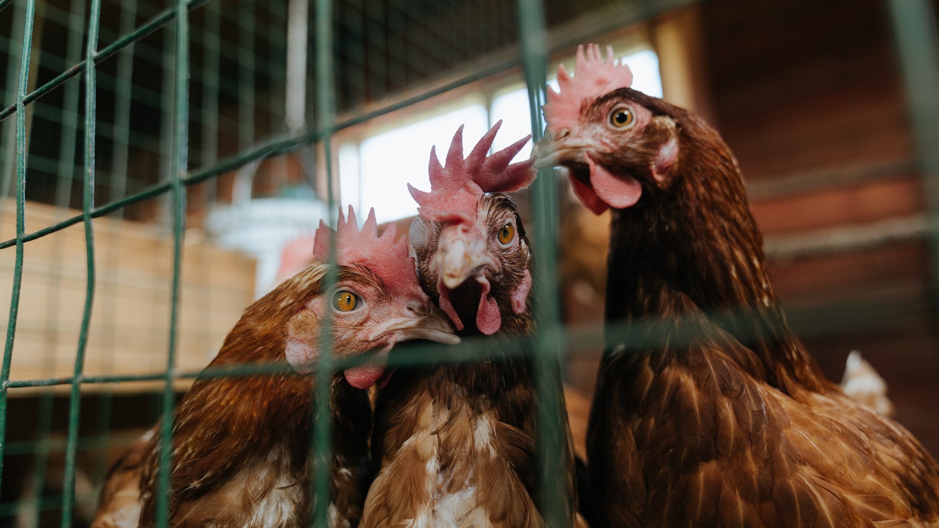 英超:阿森纳3-1胜升班马,托马斯和萨卡联手建功,2021英超阿森纳