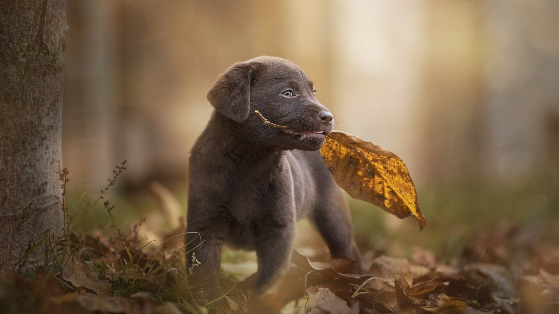 开云体育-西甲：马德里竞技2-2平维戈塞尔塔，比赛悬念重重，马德里体育会 vs 维戈塞尔塔