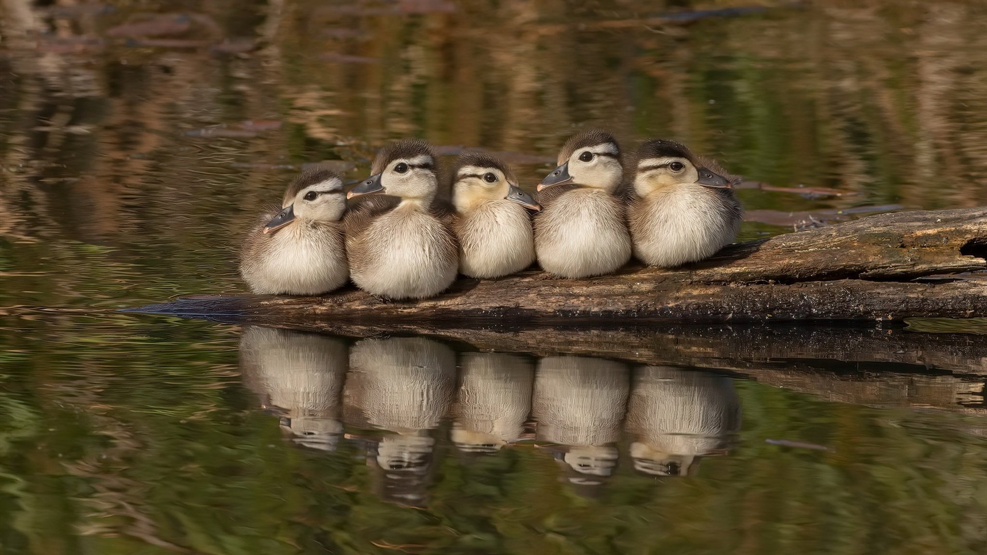 全球球场激烈战斗：篮球争雄风云再起，篮球争霸