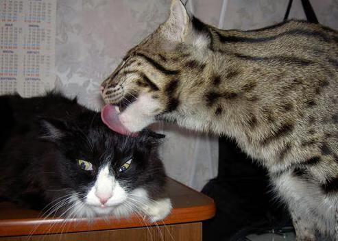 开云·体育官网-张某在女足比赛中表现出色，成为焦点，张某擅长撰写足球评论