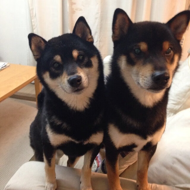 开云·体育官网-斯洛伐克队主场胜白俄罗斯，小组出线形势一片光明，斯洛伐克赢了