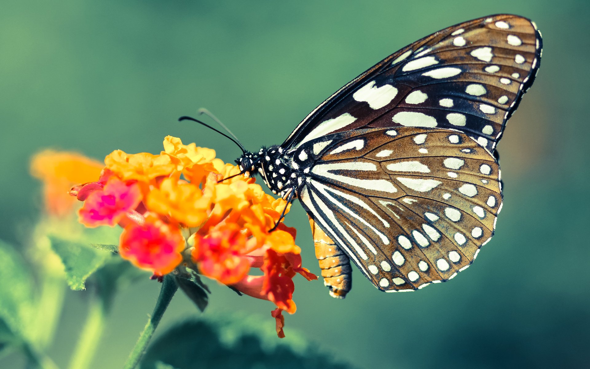 篮球职业联赛决出总冠军雄心勃发，篮球赛夺冠