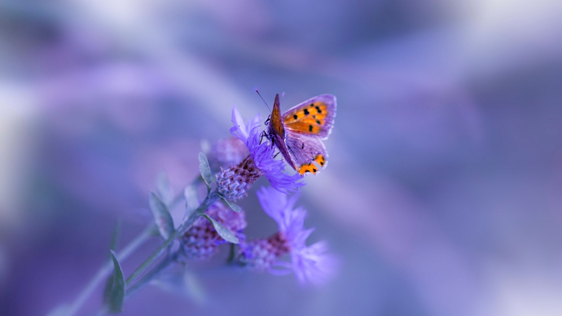 首尔SK骑士季后赛席位稳固，skt俱乐部在首尔哪个区