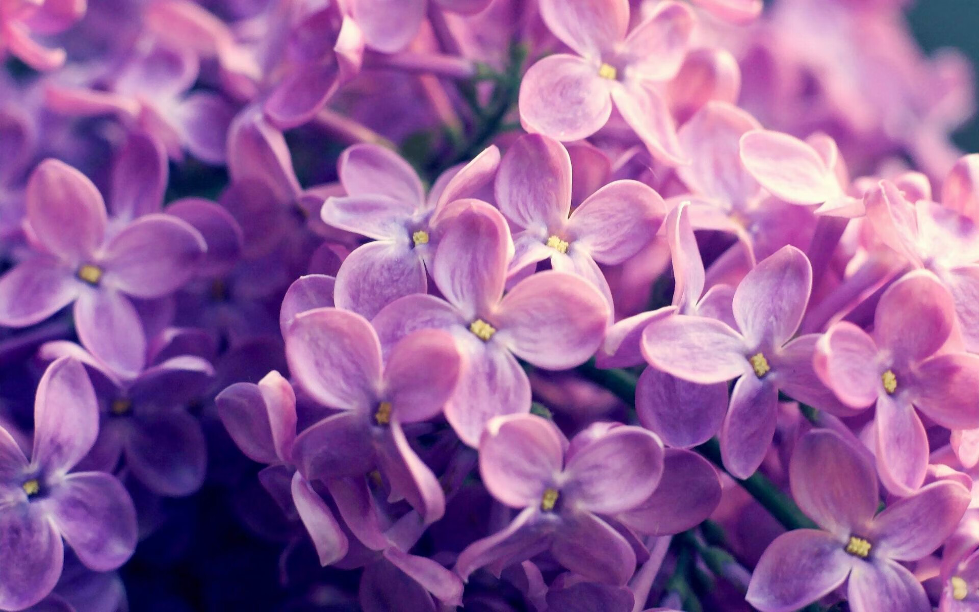 墨西哥马术协会与美洲马术协会合作，举办国际马术交流活动，促进文化互鉴。