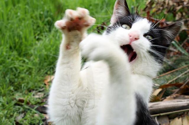 NBA球队战术调整最新动态，nba球队战术调整最新动态消息