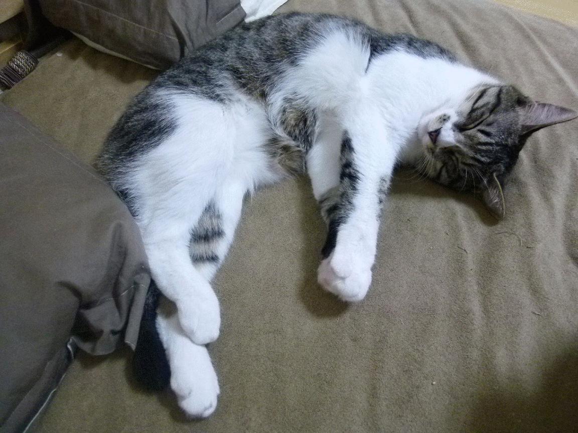 NBA赛季三双球员盘点，nba三双总数