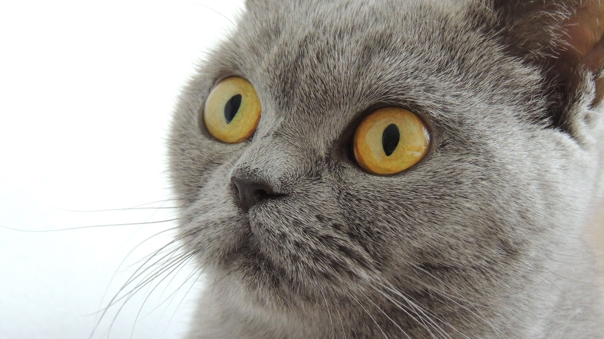 全国青少年击剑大奖赛激烈比拼，青少年击剑比赛规则