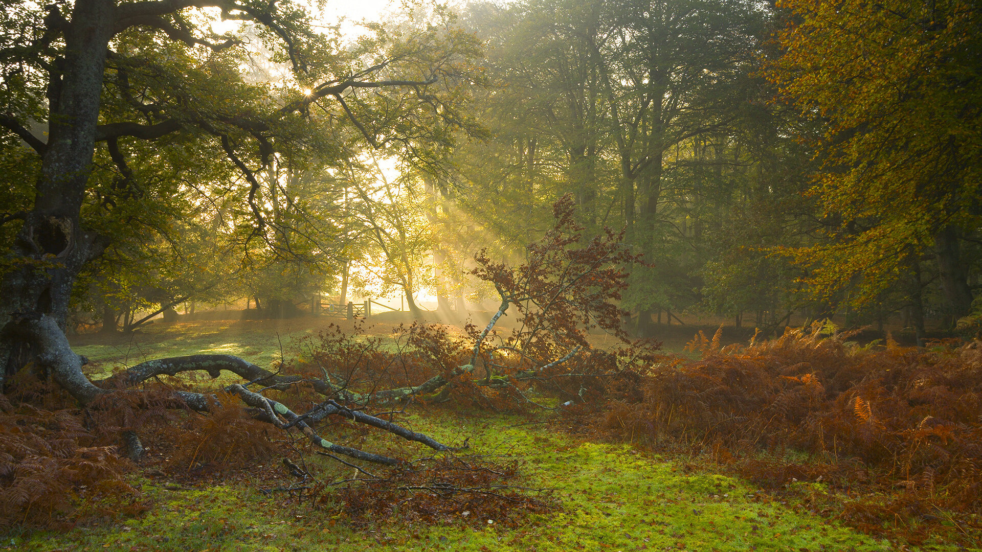 篮球运动员伤病恢复期训练计划制定,篮球运动员 伤病