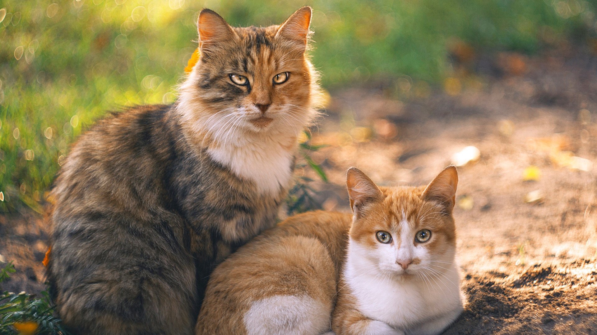 中国足球为何难以形成稳定梯队，中国足球为何难以形成稳定梯队的原因