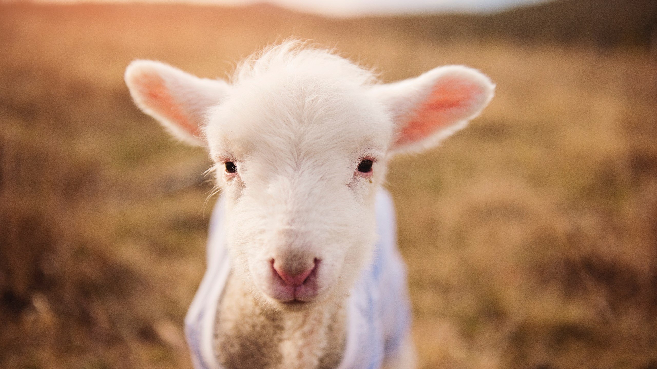 五大联赛主力中卫是否必须具备远射威胁能力，五大联赛中场球员