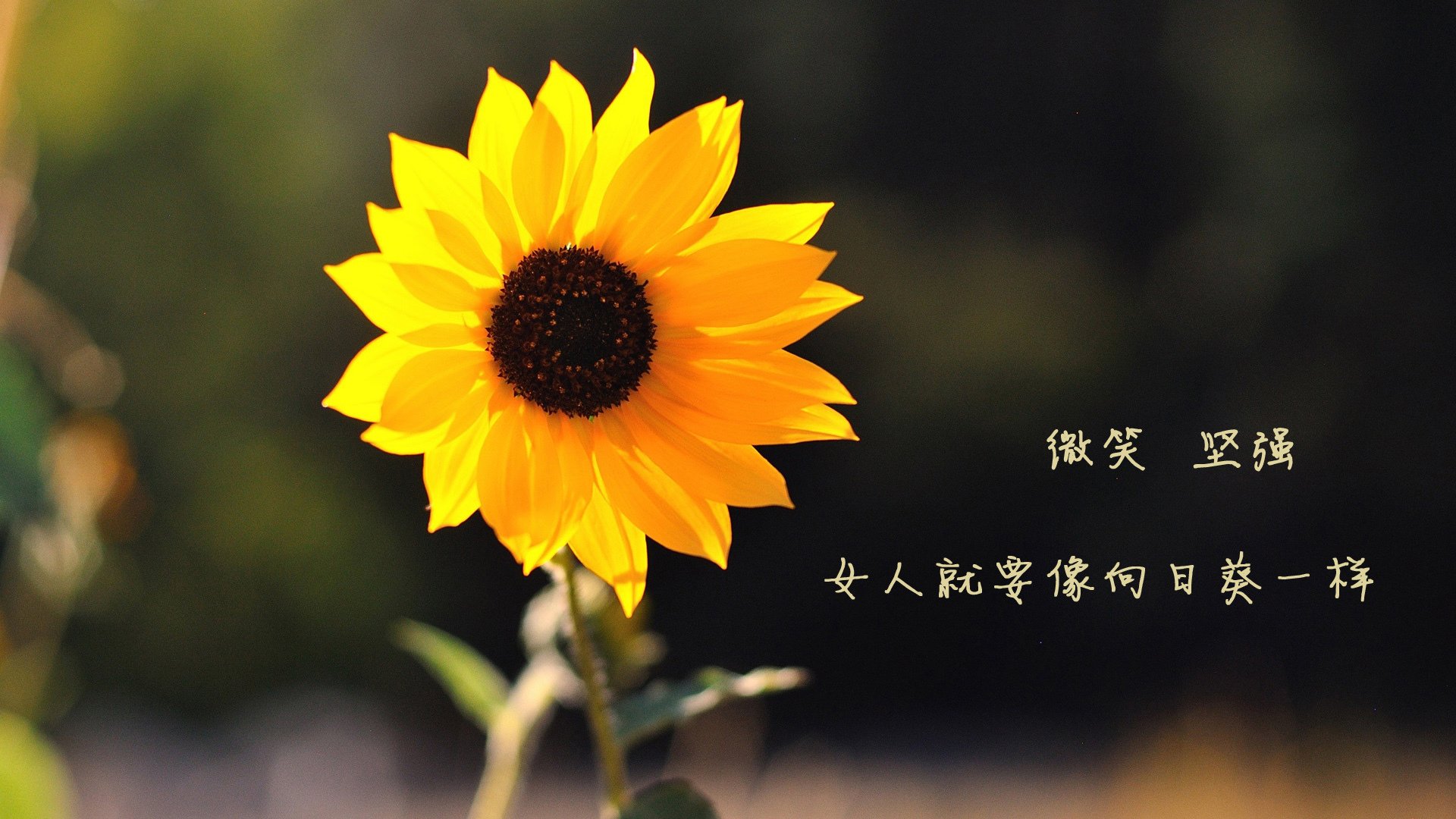 主力状态下滑期替补登场替代率变化对比分析，替补才是主力