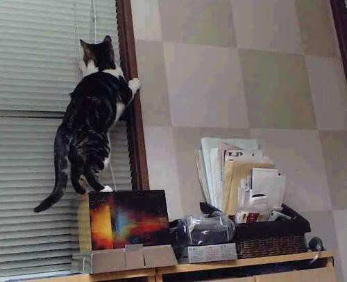 KAIYUN 中国大陆-体育新闻中心上线体育创作者信用评价体系，体育新闻评论案例