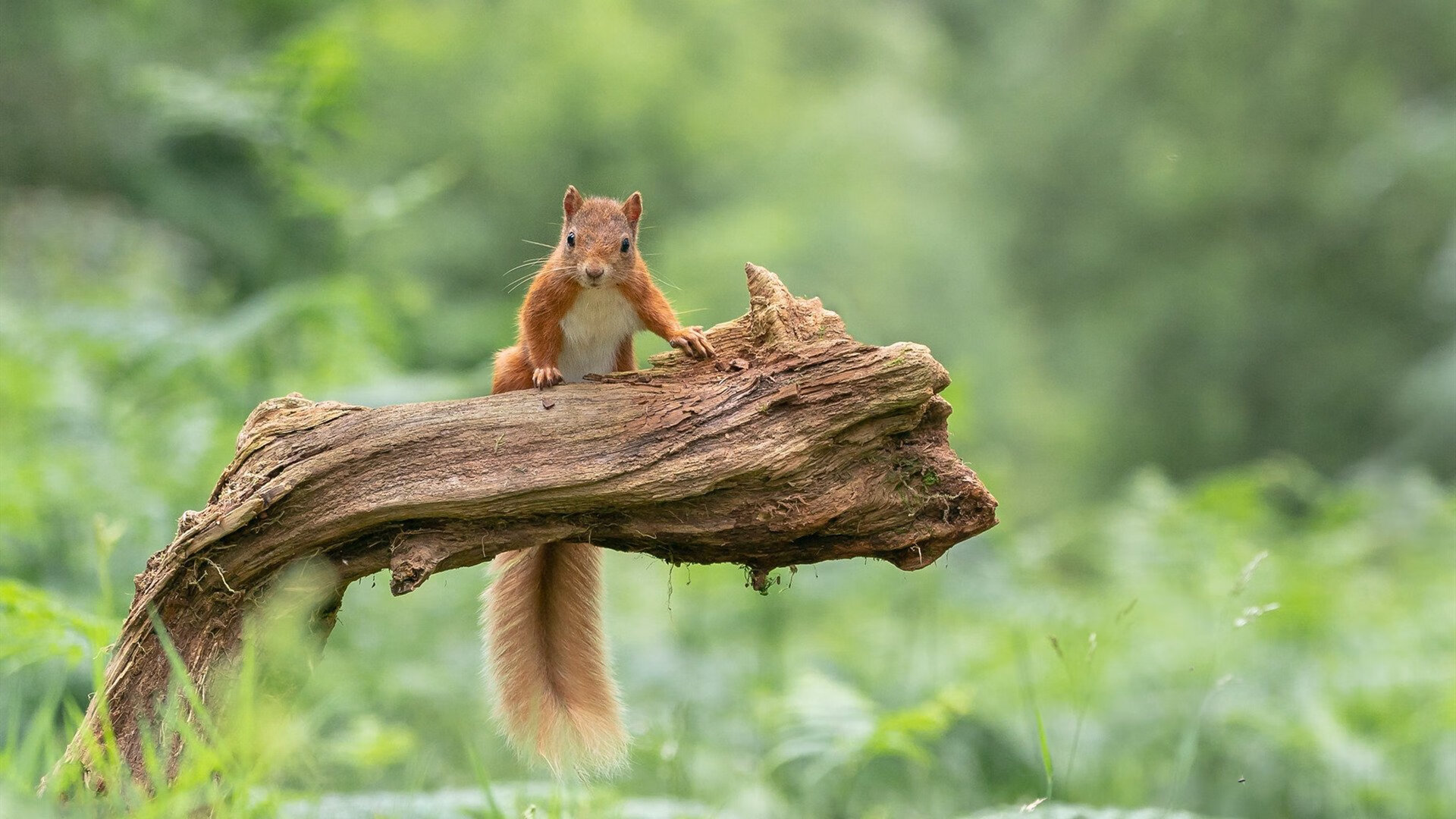 出发水下推进成蝶泳开局关键,水下蝶泳视频