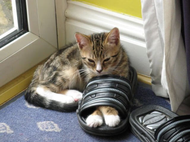 开云体育APP下载-自由泳数据图谱揭示节奏控制奥秘，自由泳s