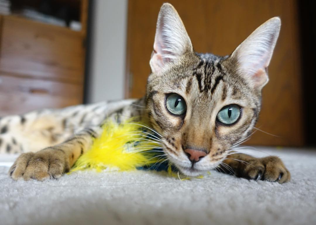 世界杯战场激情:每一秒都令人生畏的对抗,世界杯片段