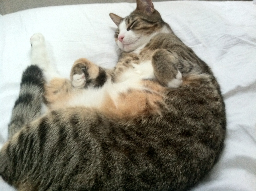 国家队制定中长期发展规划设定阶段性目标指标,国家中长期发展规划纲要提出时间是