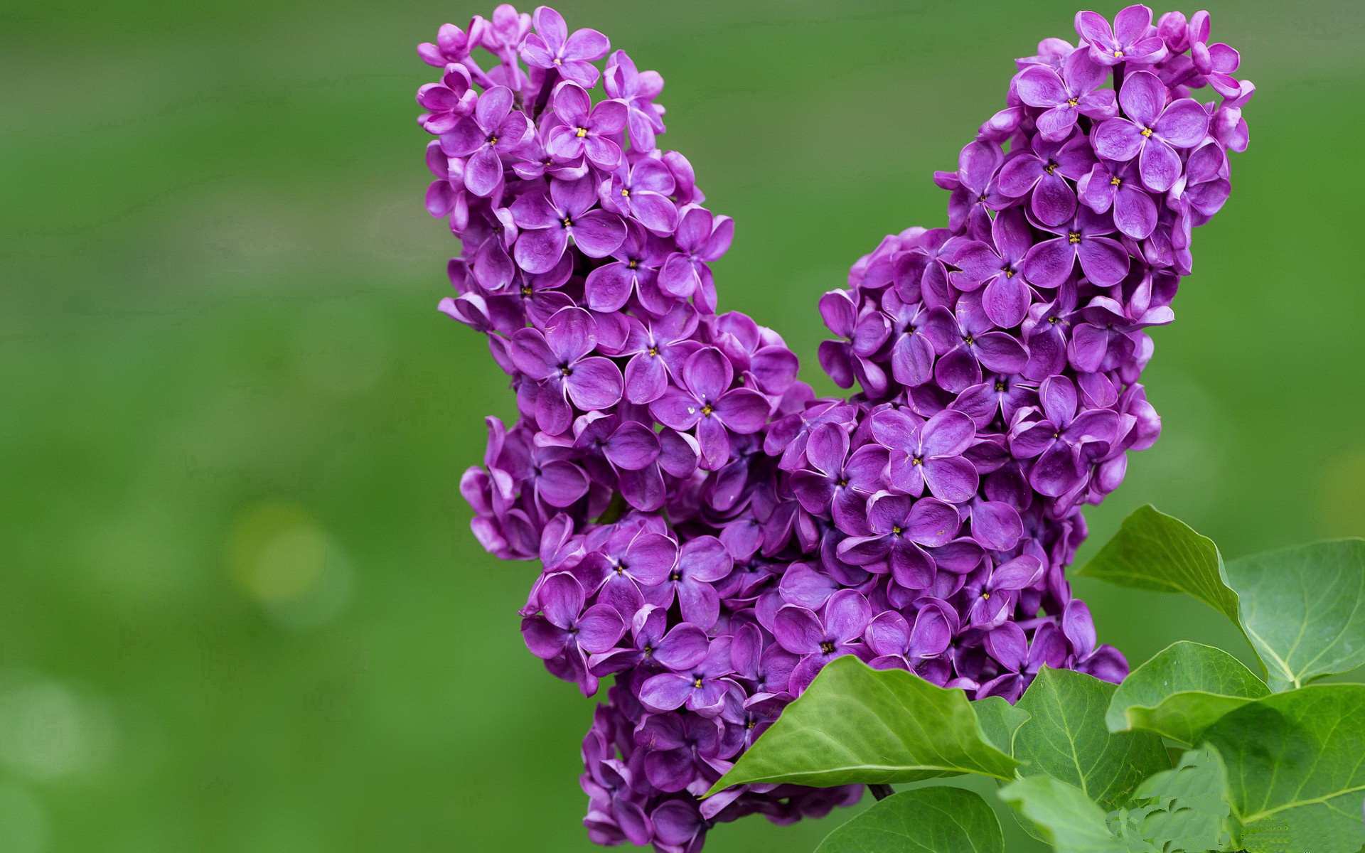 开云官网APP下载-意甲团队配合：默契十足，攻防俱佳！，意甲队伍关系