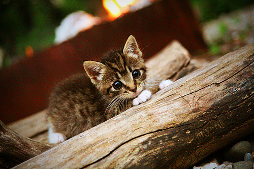 意甲极速反击：长传瞬间撕裂后防线，意甲在线直播极速体育