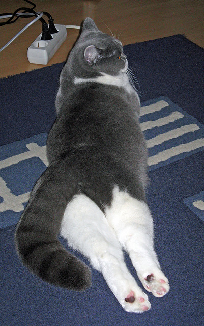 皮特·斯图斯的勇猛表现让南非羚羊队更加难以撼动，斯图皮特2021第一版