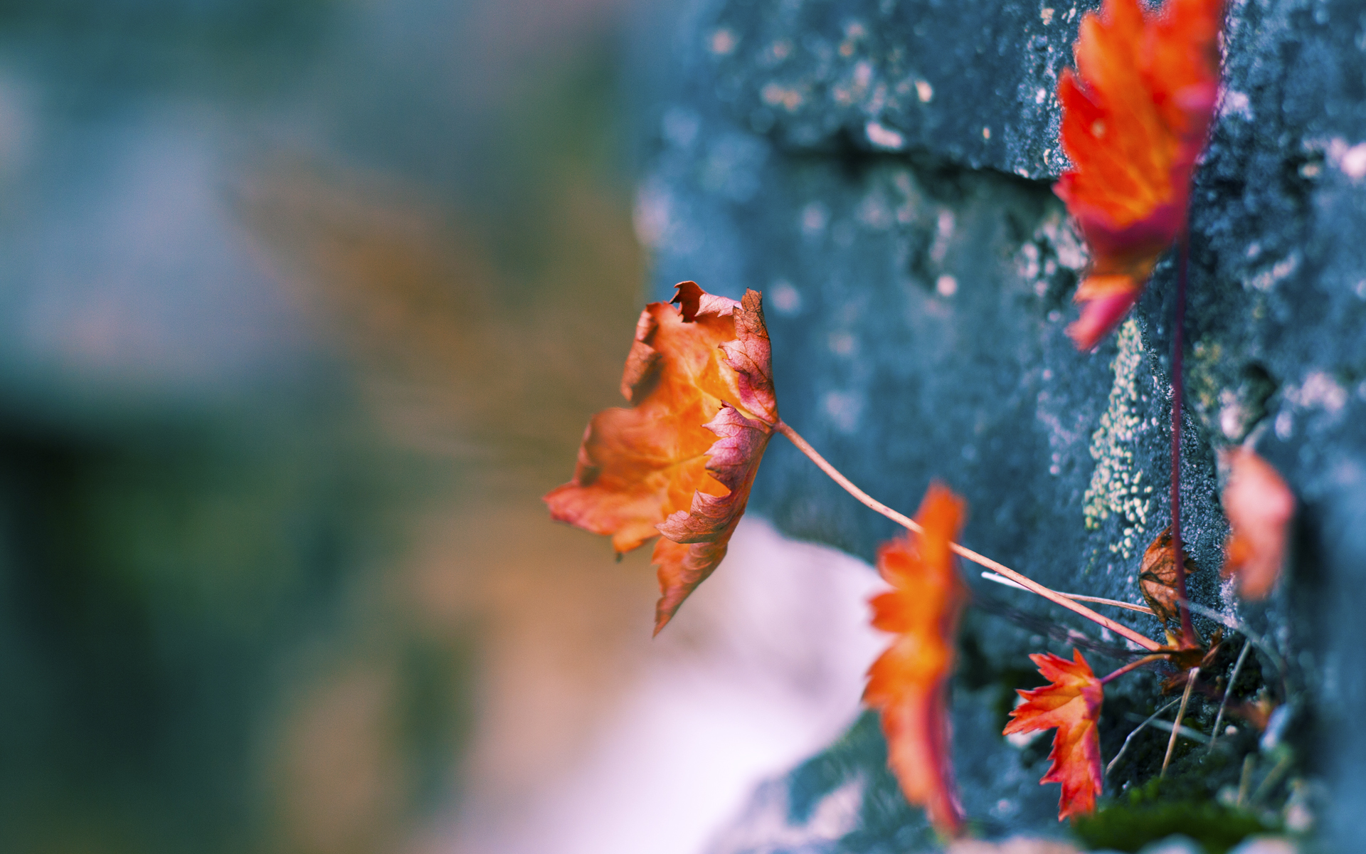 KAIYUNAPP-美洲杯明星聚集：场场精彩，令人难忘！，美洲杯明星球员