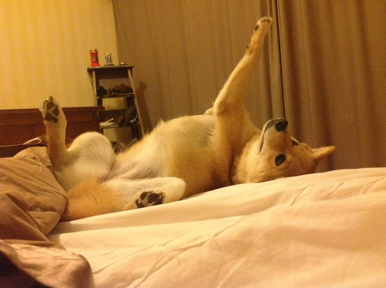 蛙泳比赛韩国表现坚韧有力，韩国蛙泳欣赏视频