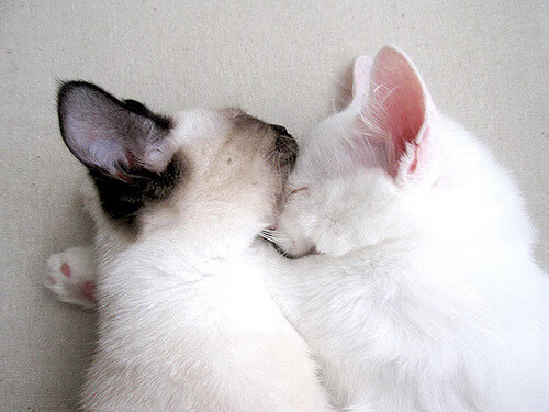 跳水表现出色朝鲜获高分，跳水 朝鲜