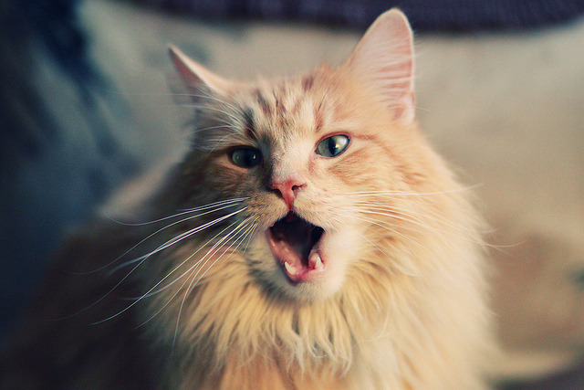 麦肯齐:全黑队攻防转换的关键球员,每次反击都充满威胁,麦肯齐现状